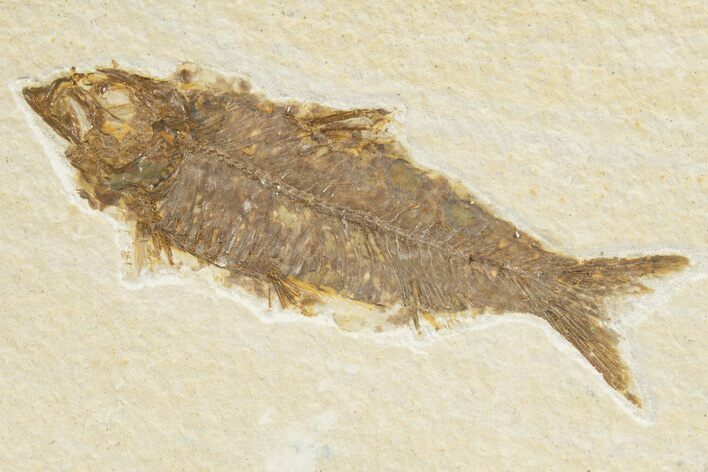 Detailed Fossil Fish (Knightia) - Wyoming #318511